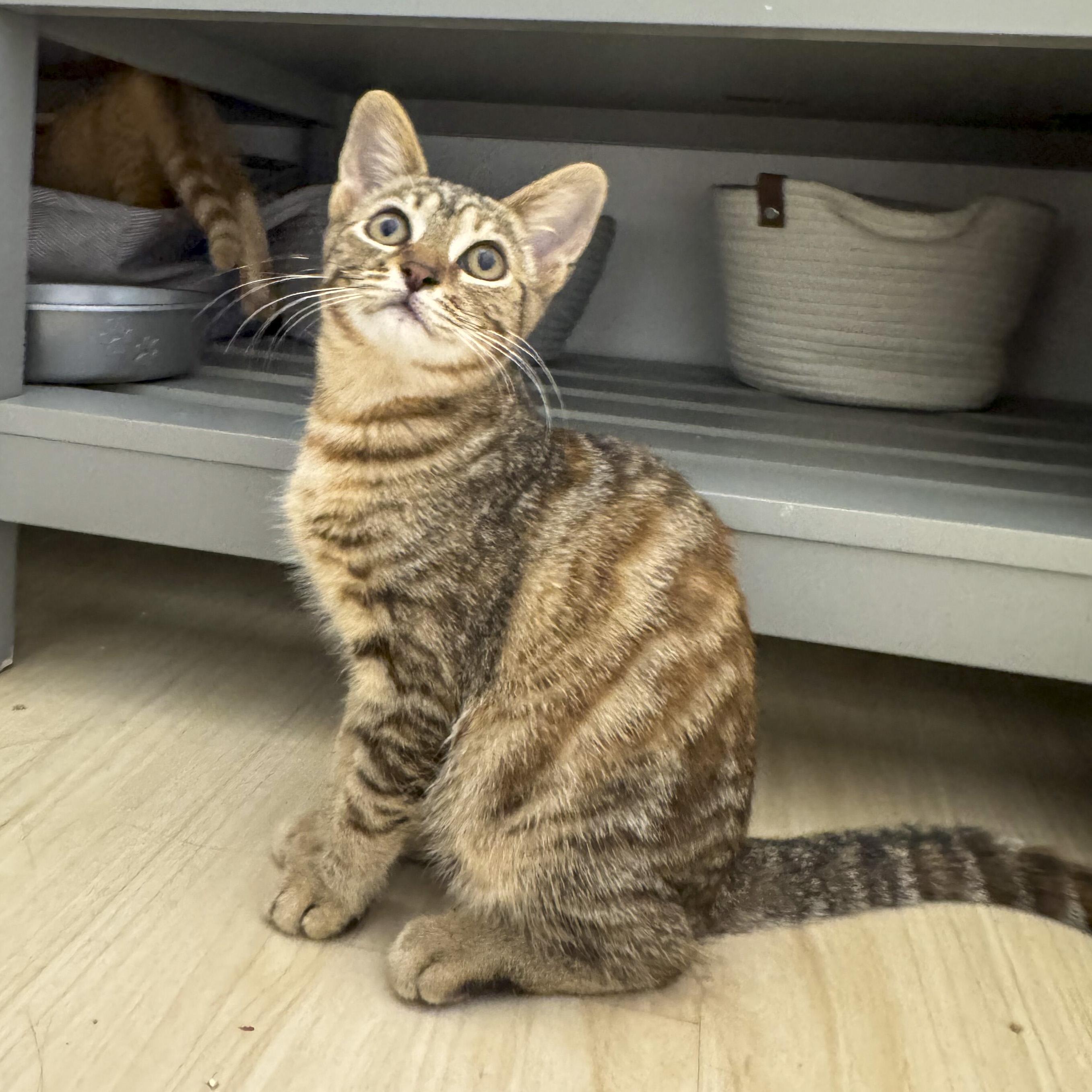 Bella, Adoptable, Kitten Female Tabby & Domestic Short Hair.