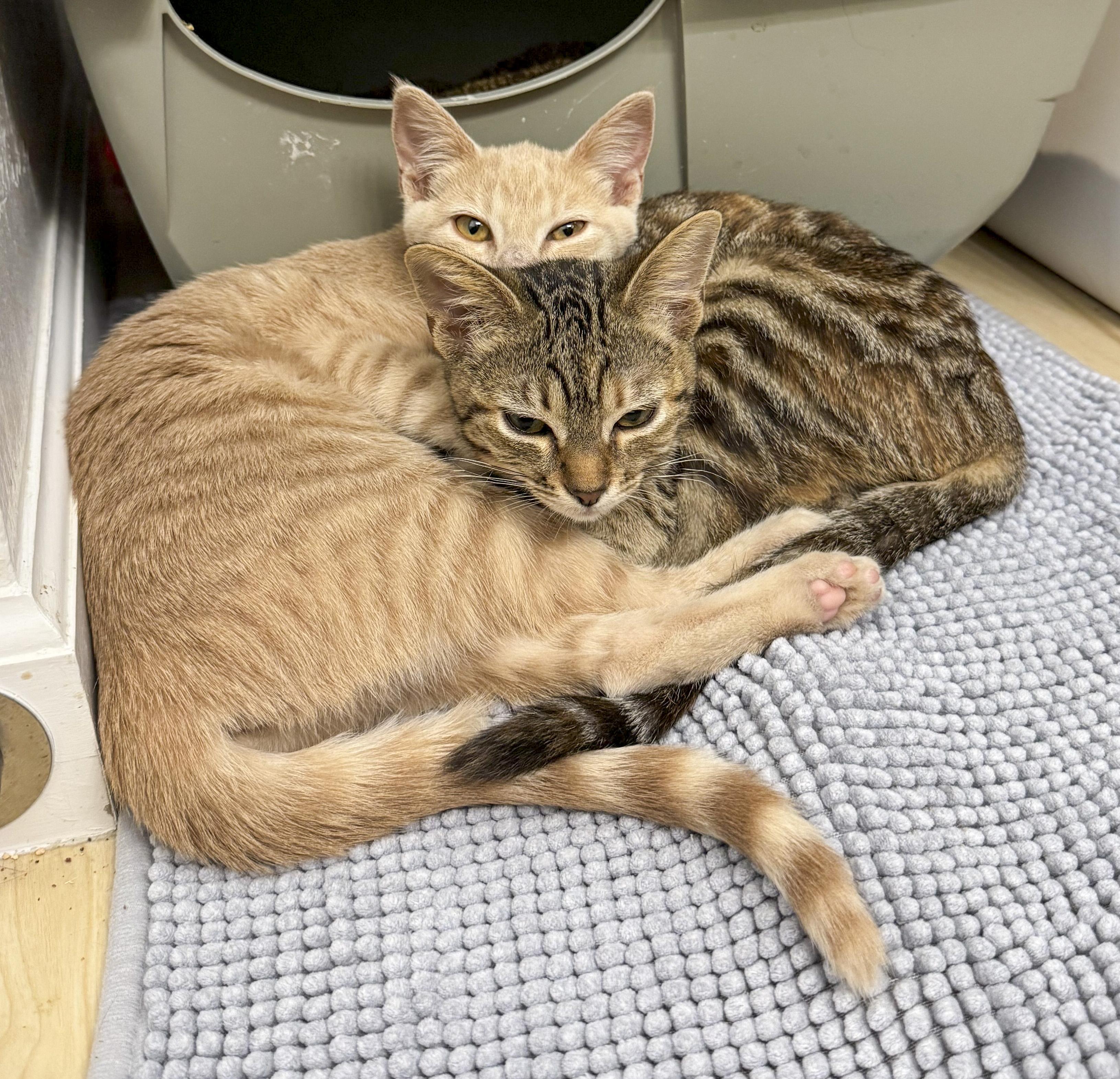 Bella, a Adoptable mixed breed in Antioch, CA image 6/6