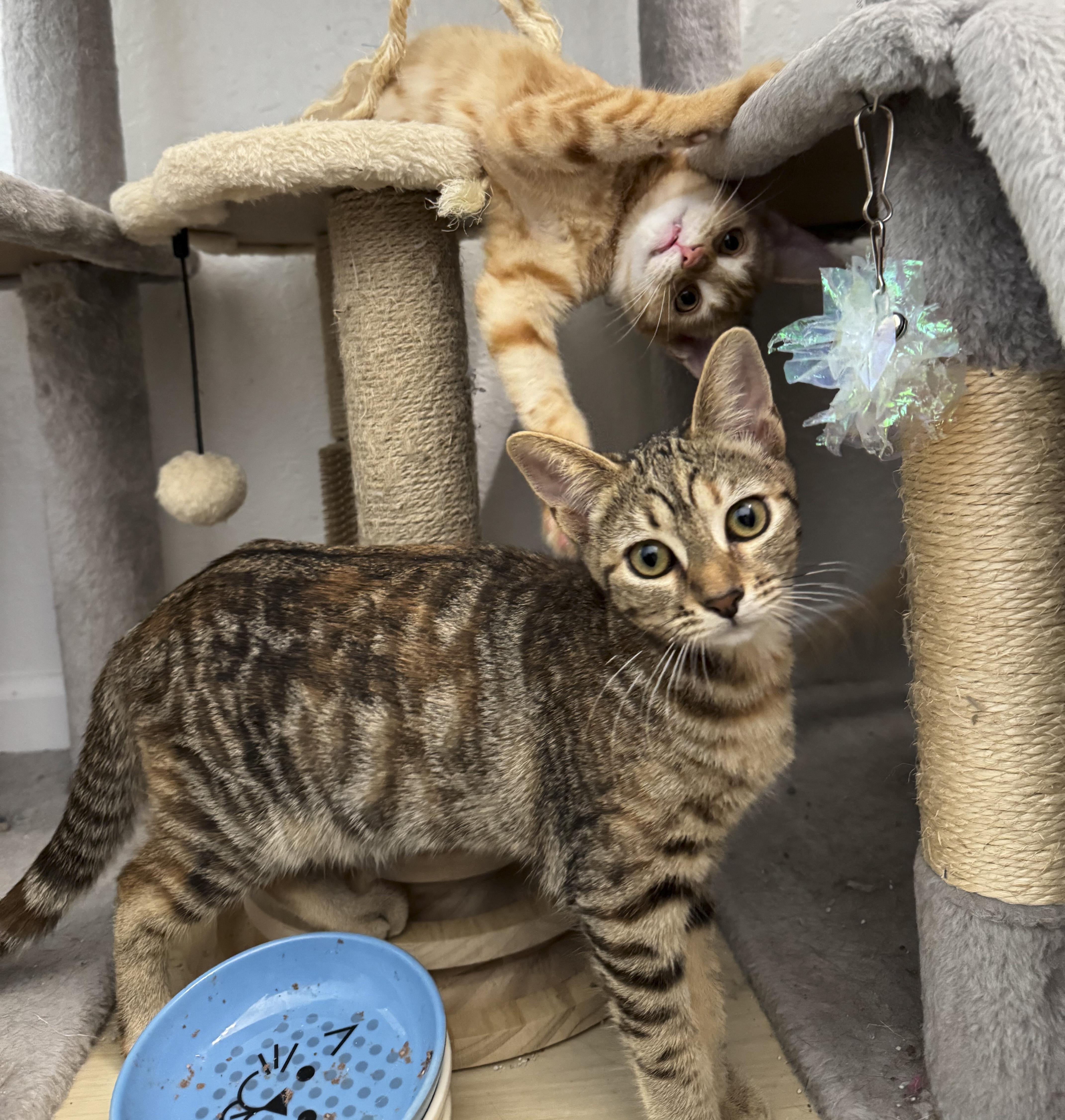 Bella, a Adoptable mixed breed in Antioch, CA image 1/6