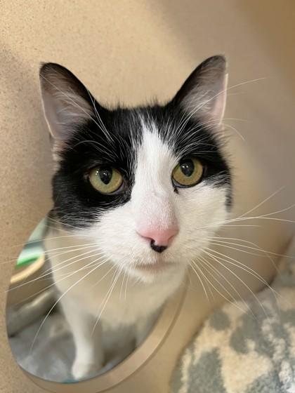 Betty, Adoptable, Senior Female Domestic Short Hair & Domestic Short Hair.