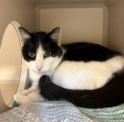 Enlarge Betty, a Adoptable mixed breed in New Hope, PA image 1/3