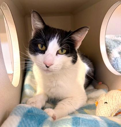 Betty, a Adoptable mixed breed in New Hope, PA image 2/3