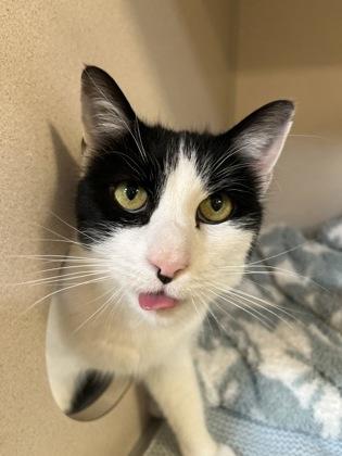 Betty, a Adoptable mixed breed in New Hope, PA image 3/3