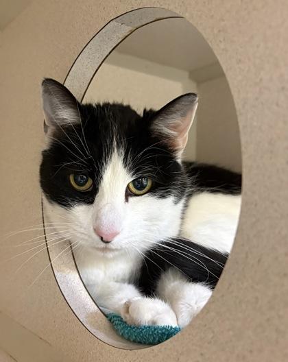 Enlarge Betty, a Adoptable mixed breed in New Hope, PA image 2/3