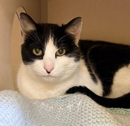 Enlarge Betty, a Adoptable mixed breed in New Hope, PA image 3/3