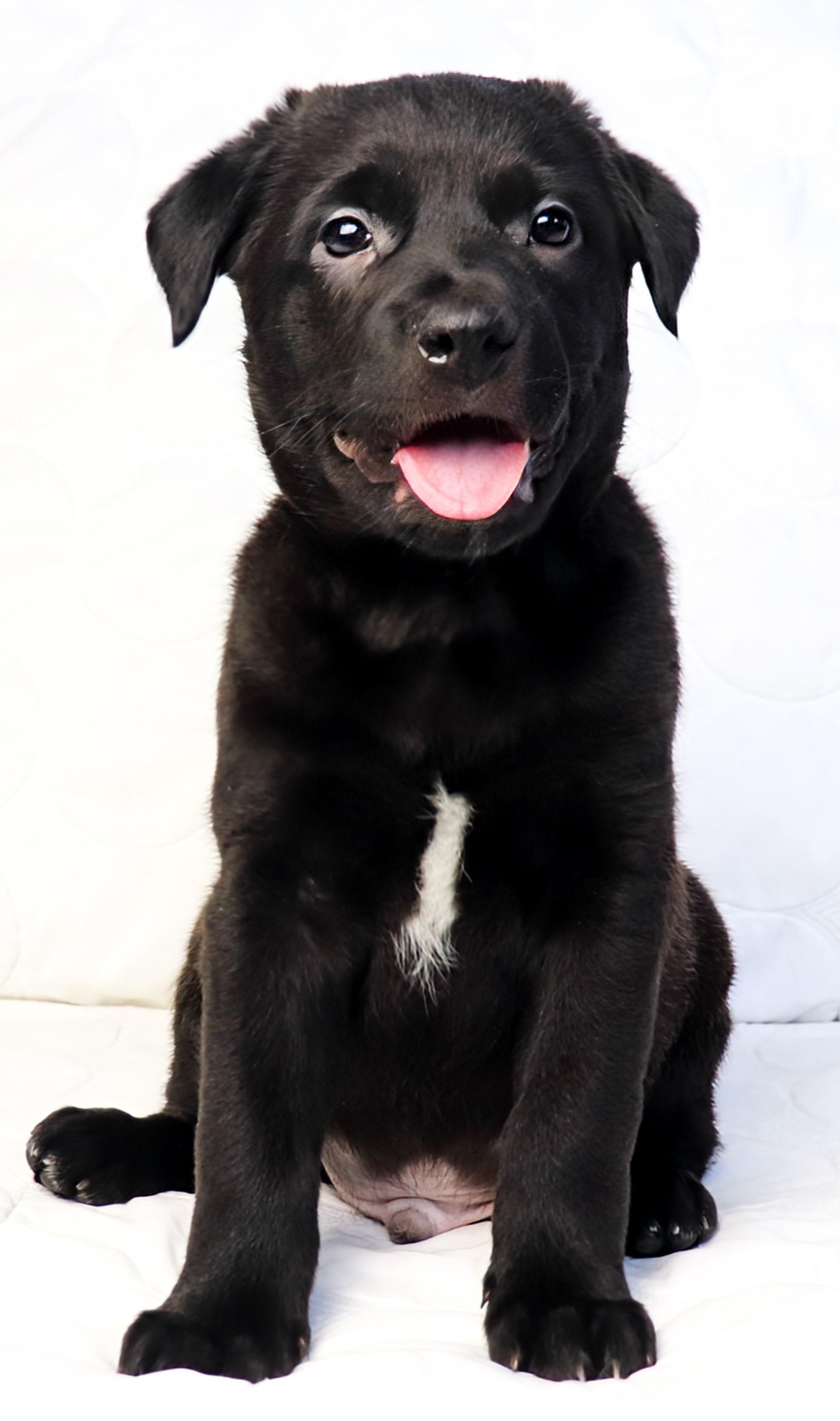 Thate (Lakota), adoptable, Puppy Male German Shepherd Dog.