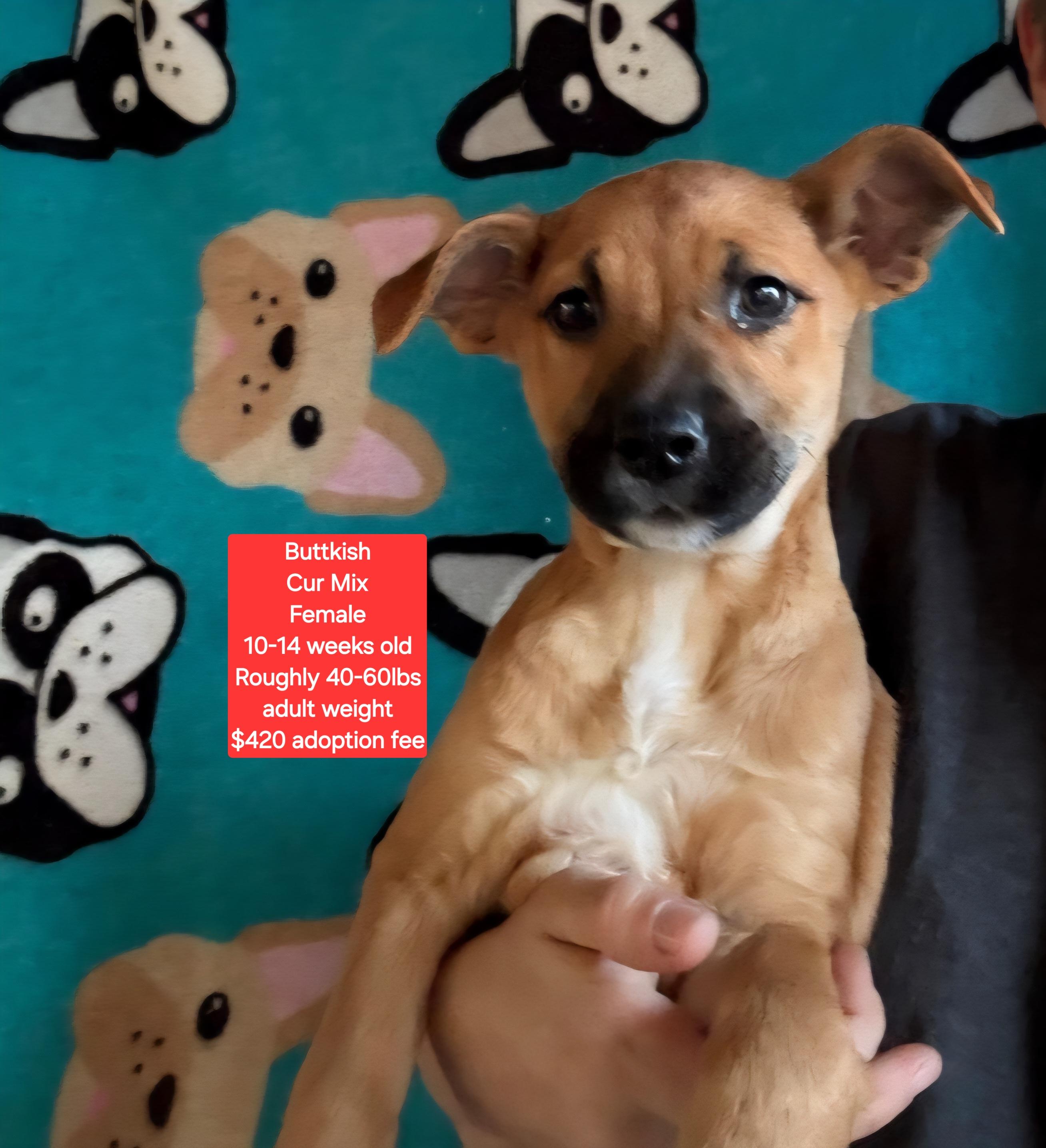 Buttkish, Adoptable, Puppy Female Black Mouth Cur.