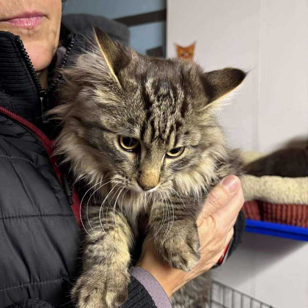 Zane, Adoptable, Kitten Male Domestic Long Hair.