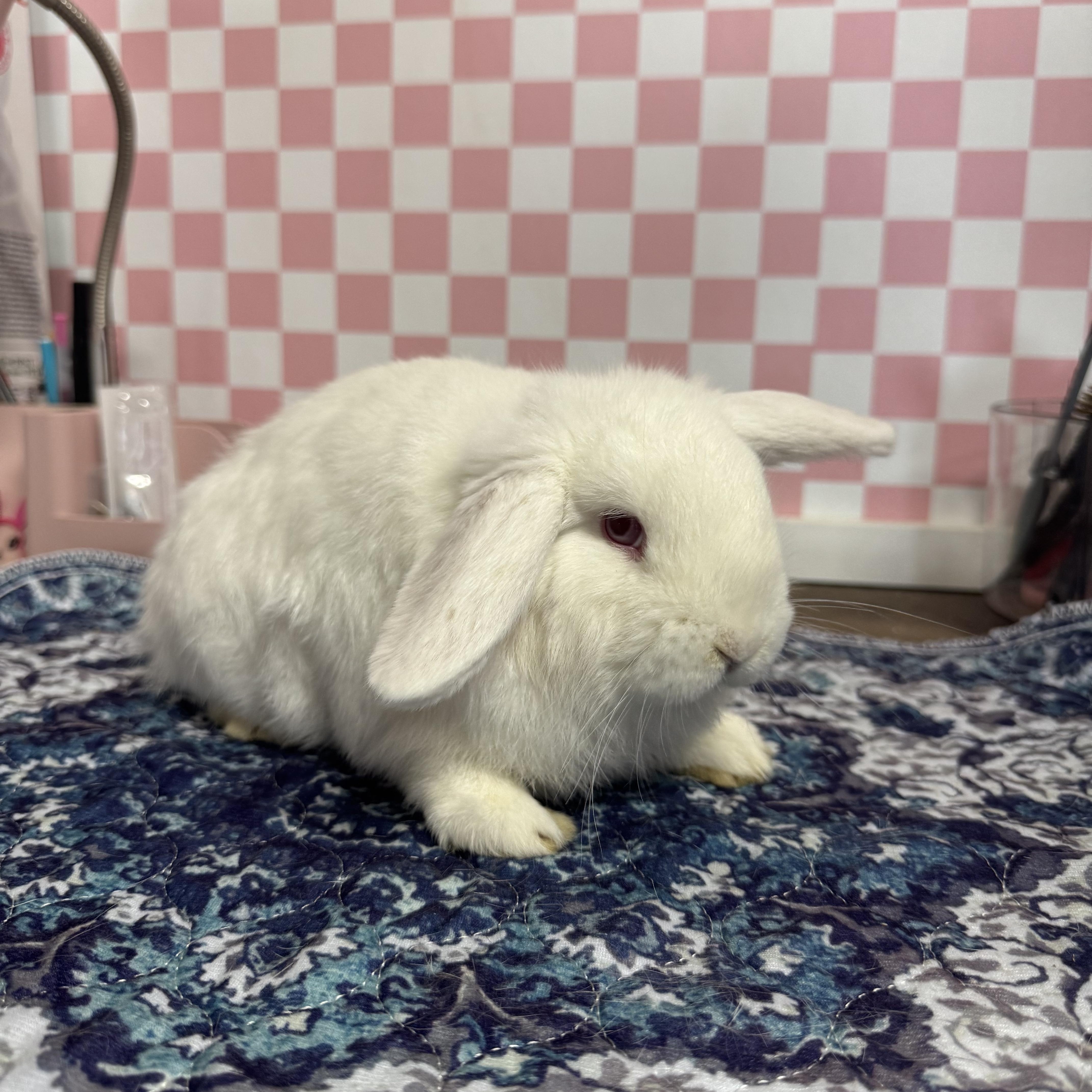 Enlarge Max, a Adoptable Mini Lop in North Little Rock, AR image 1/1