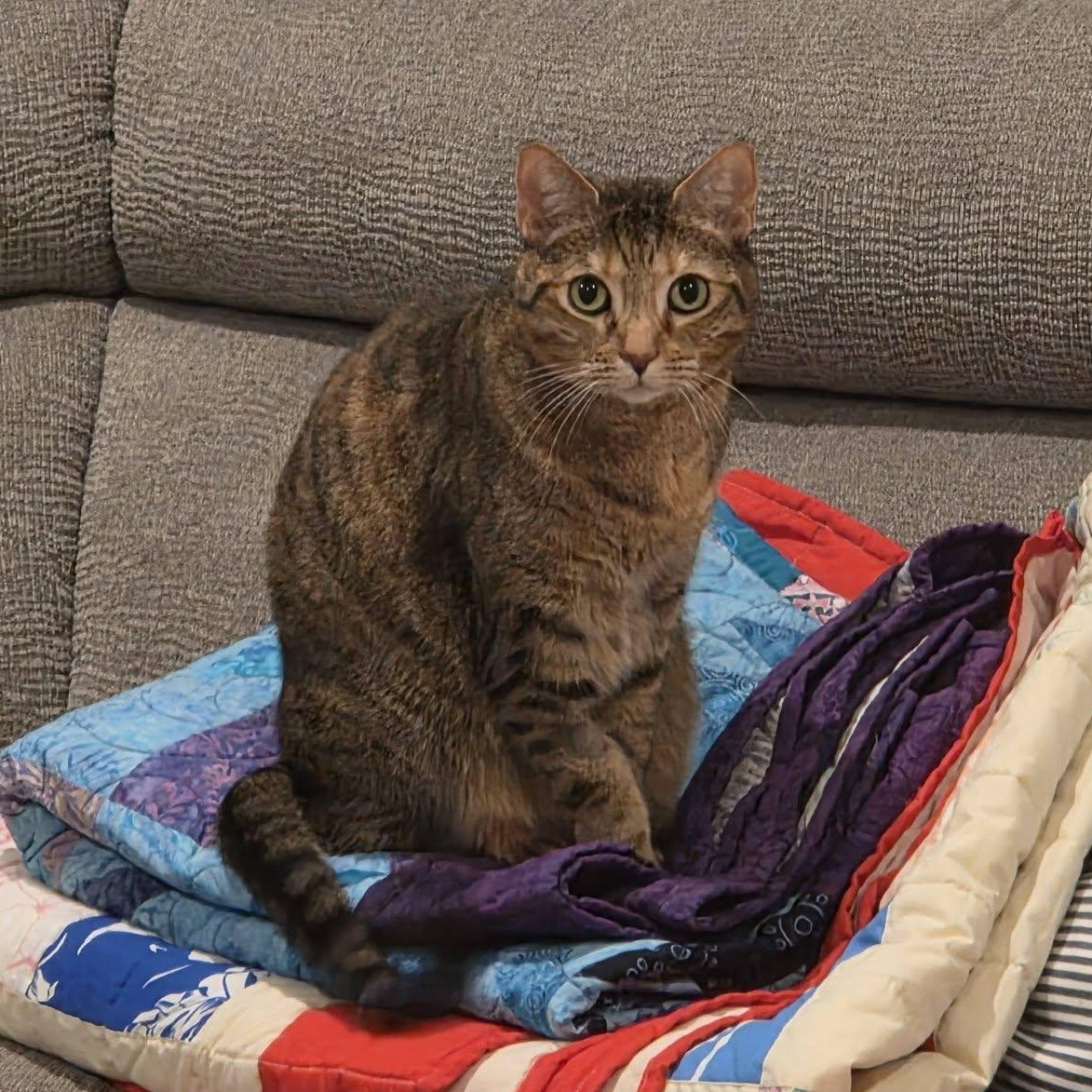 Millie, an adoptable Torbie in Queen Creek, AZ image 2/4