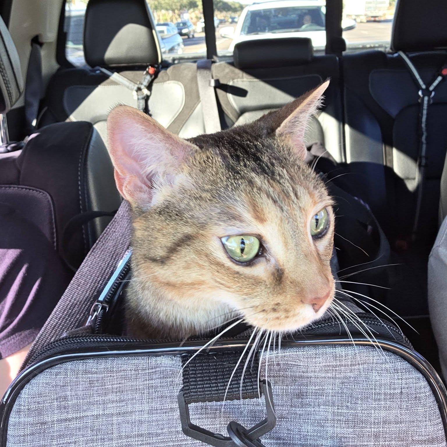 Millie, an adoptable Torbie in Queen Creek, AZ image 4/4