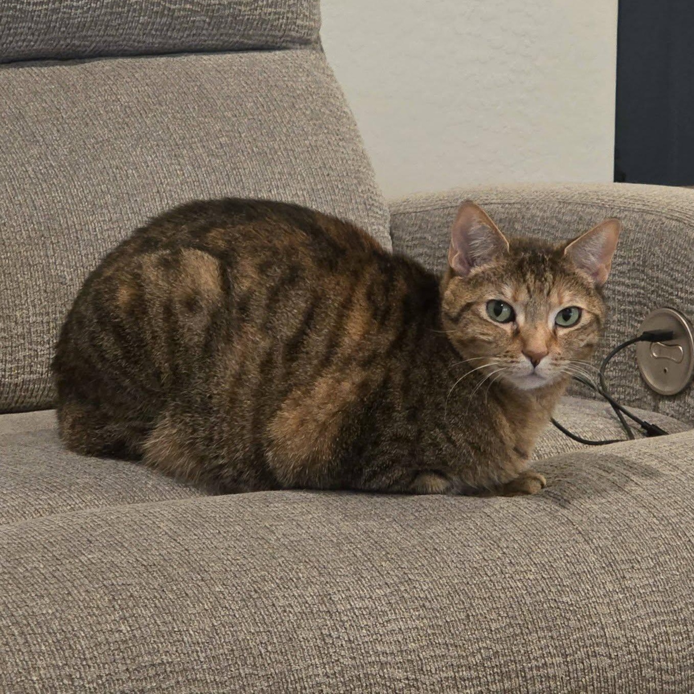 Millie, adoptable, Adult Female Torbie.