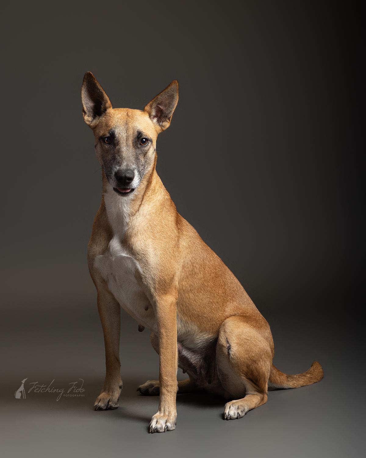 Enlarge Yogurt, a Adoptable mixed breed in Darien, IL image 6/6