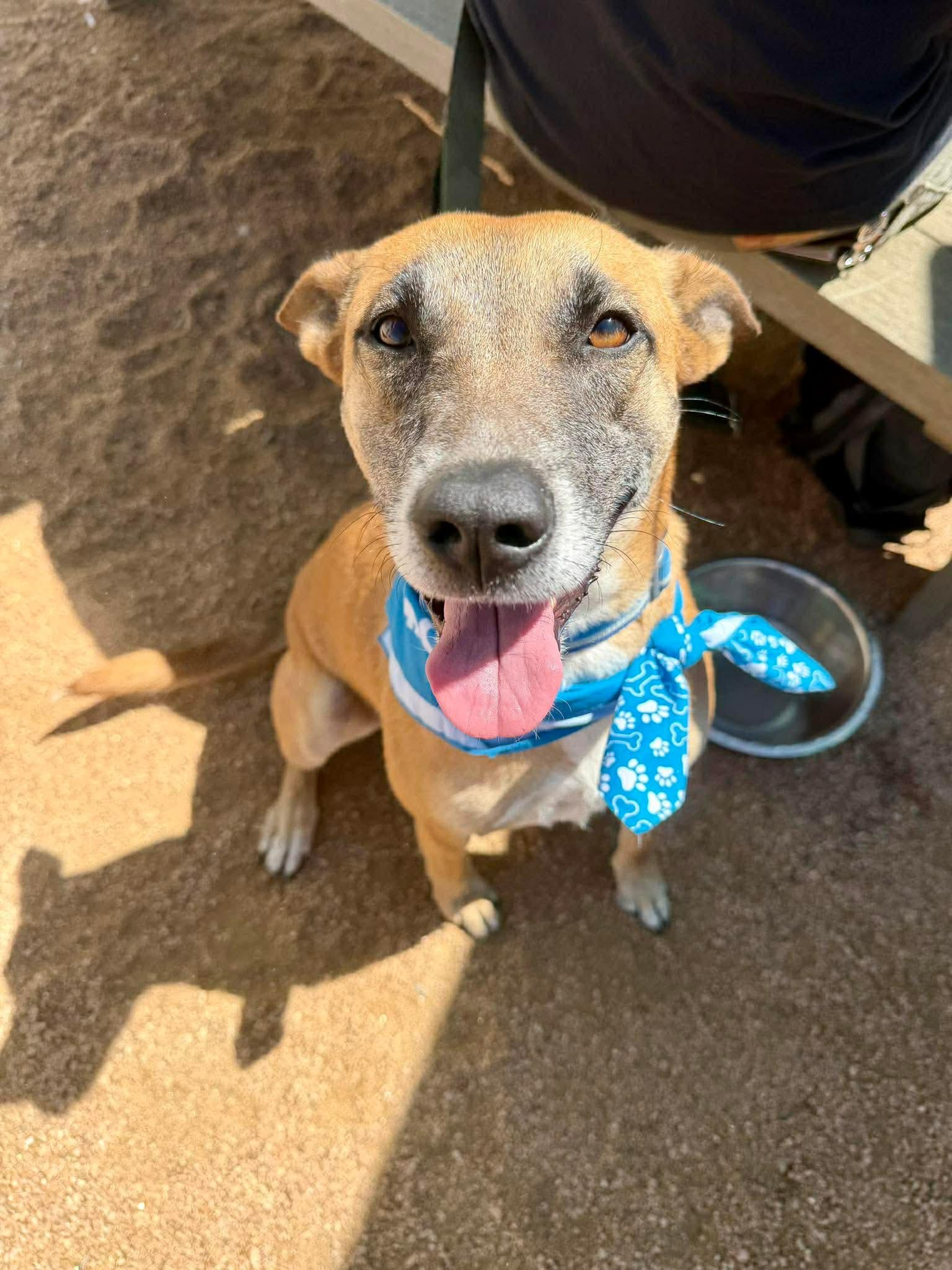 Enlarge Yogurt, a Adoptable mixed breed in Darien, IL image 1/6