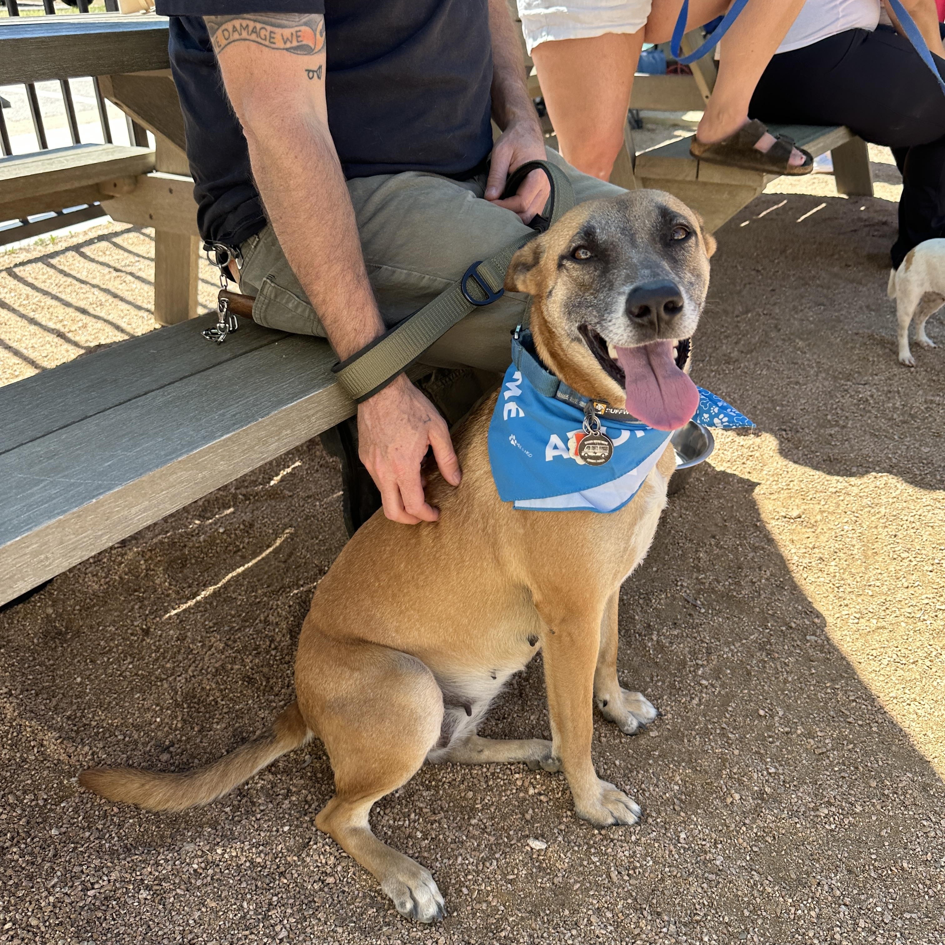 Enlarge Yogurt, a Adoptable mixed breed in Darien, IL image 4/6