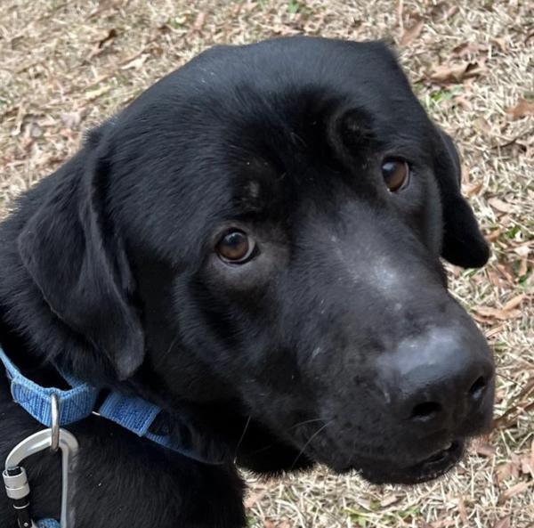 Enlarge Jimmy, a Adoptable mixed breed in Raleigh, NC image 1/6
