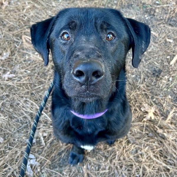 Enlarge Jimmy, a Adoptable mixed breed in Raleigh, NC image 2/6
