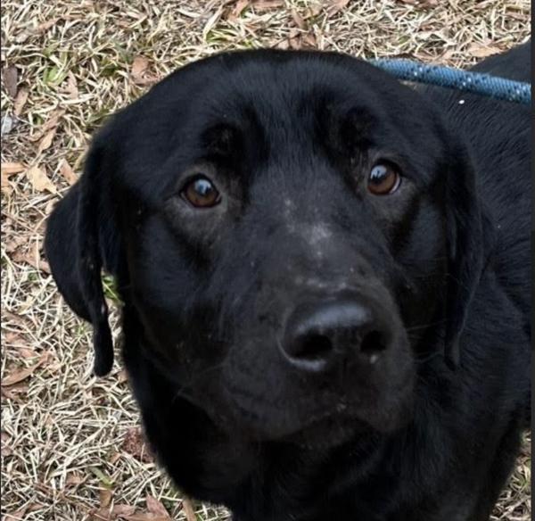 Enlarge Jimmy, a Adoptable mixed breed in Raleigh, NC image 3/6