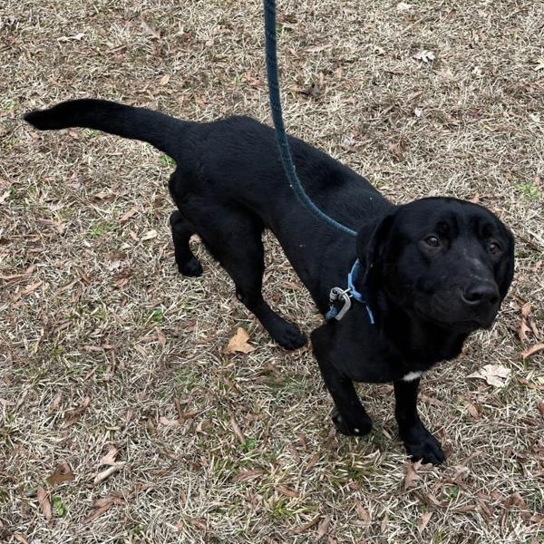 Enlarge Jimmy, a Adoptable mixed breed in Raleigh, NC image 4/6