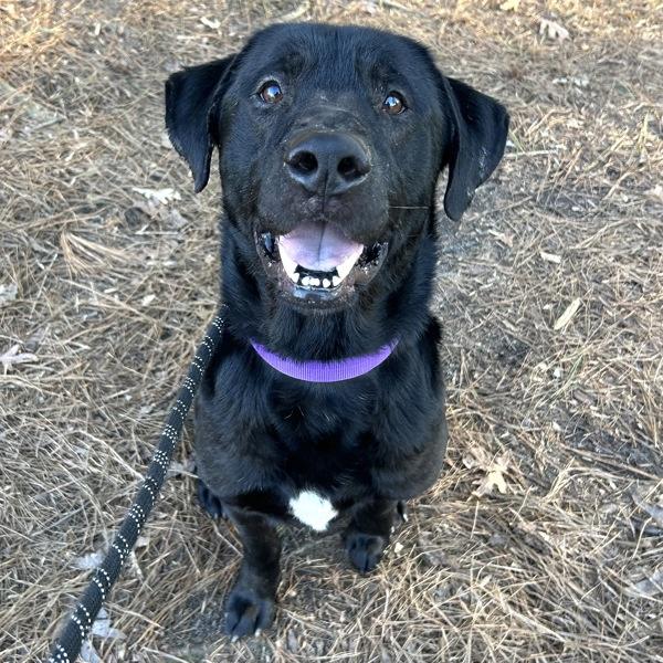 Enlarge Jimmy, a Adoptable mixed breed in Raleigh, NC image 5/6
