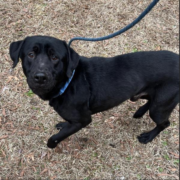 Enlarge Jimmy, a Adoptable mixed breed in Raleigh, NC image 6/6
