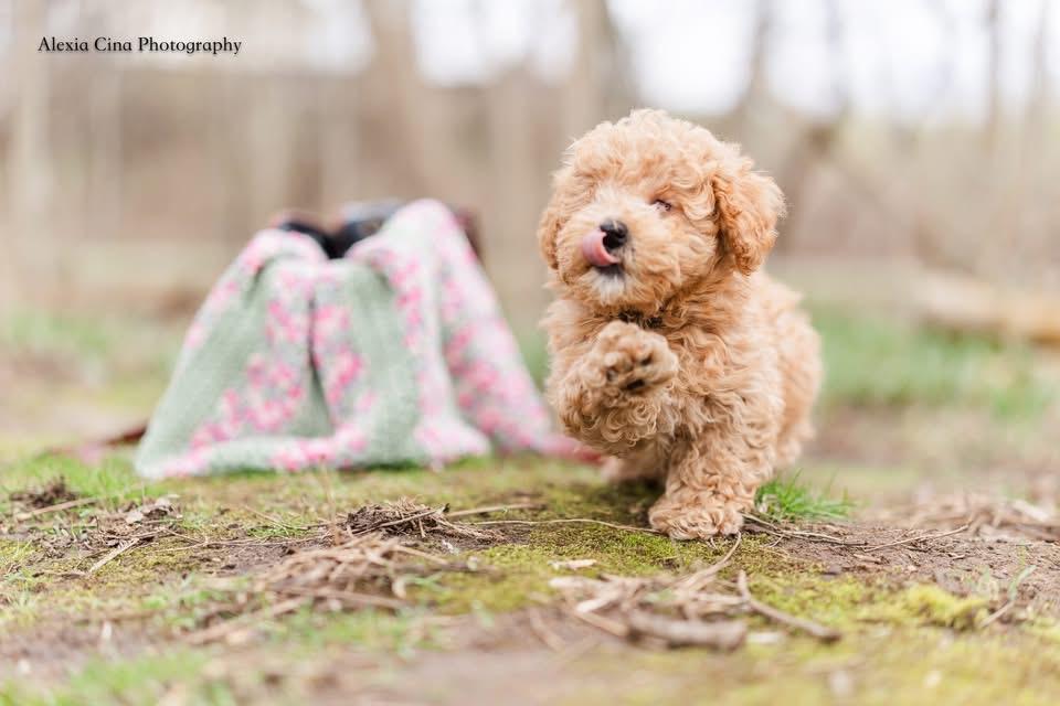 Wim, an adopted mixed breed in Drumbo, ON image 5/5
