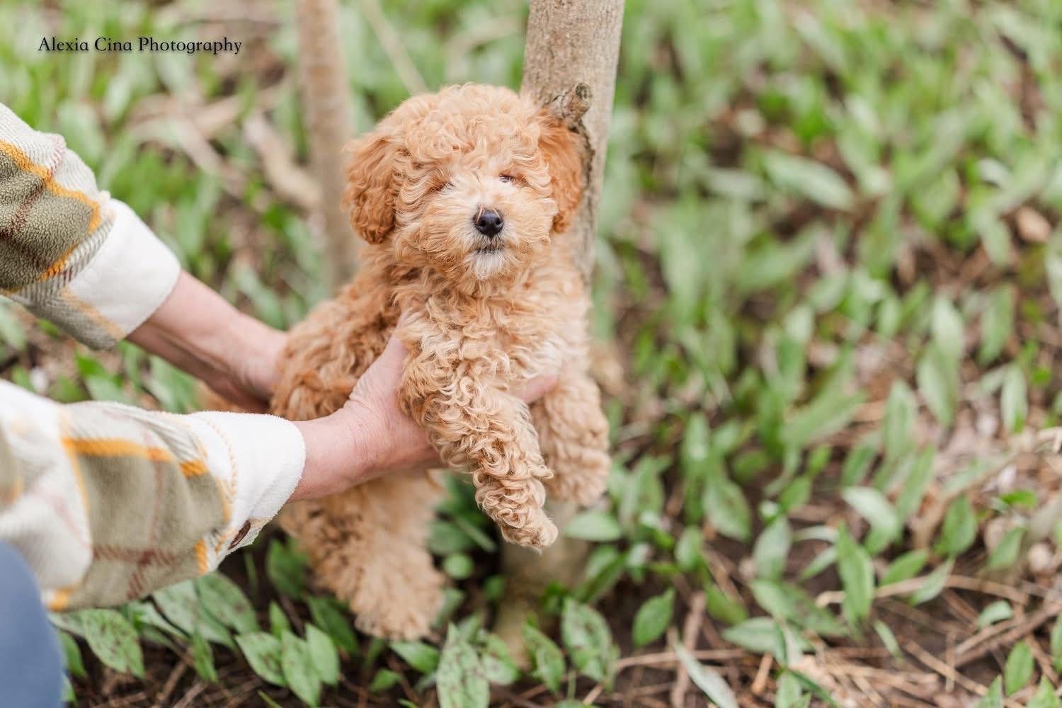 Wim, an adopted mixed breed in Drumbo, ON image 3/5