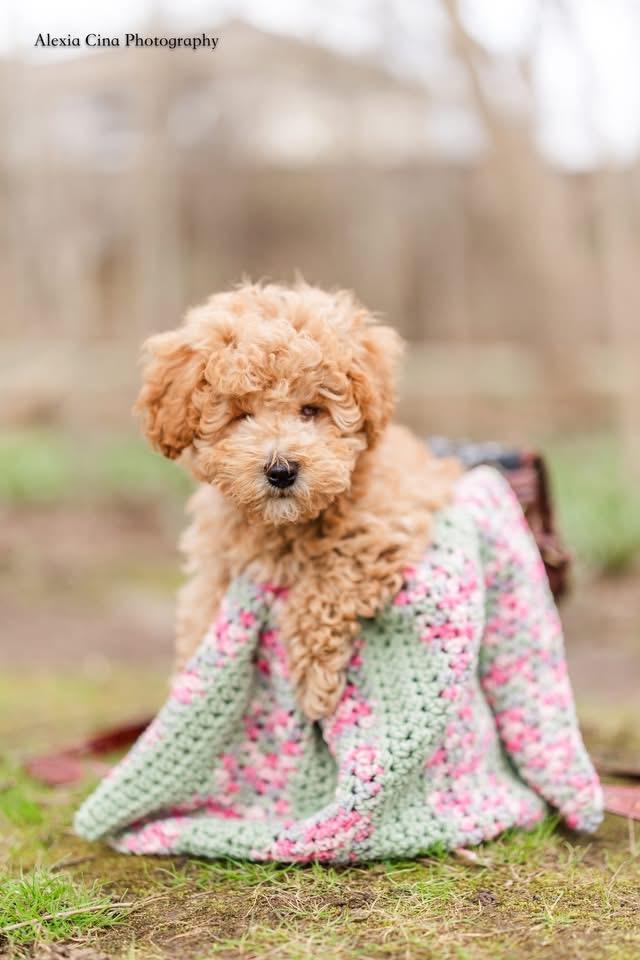 Wim, adopted, Puppy Male Bichon Frise & Miniature Poodle.