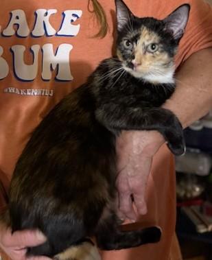 Cassie, an adoptable American Shorthair in Bertram, TX, 78605 | Photo Image 2