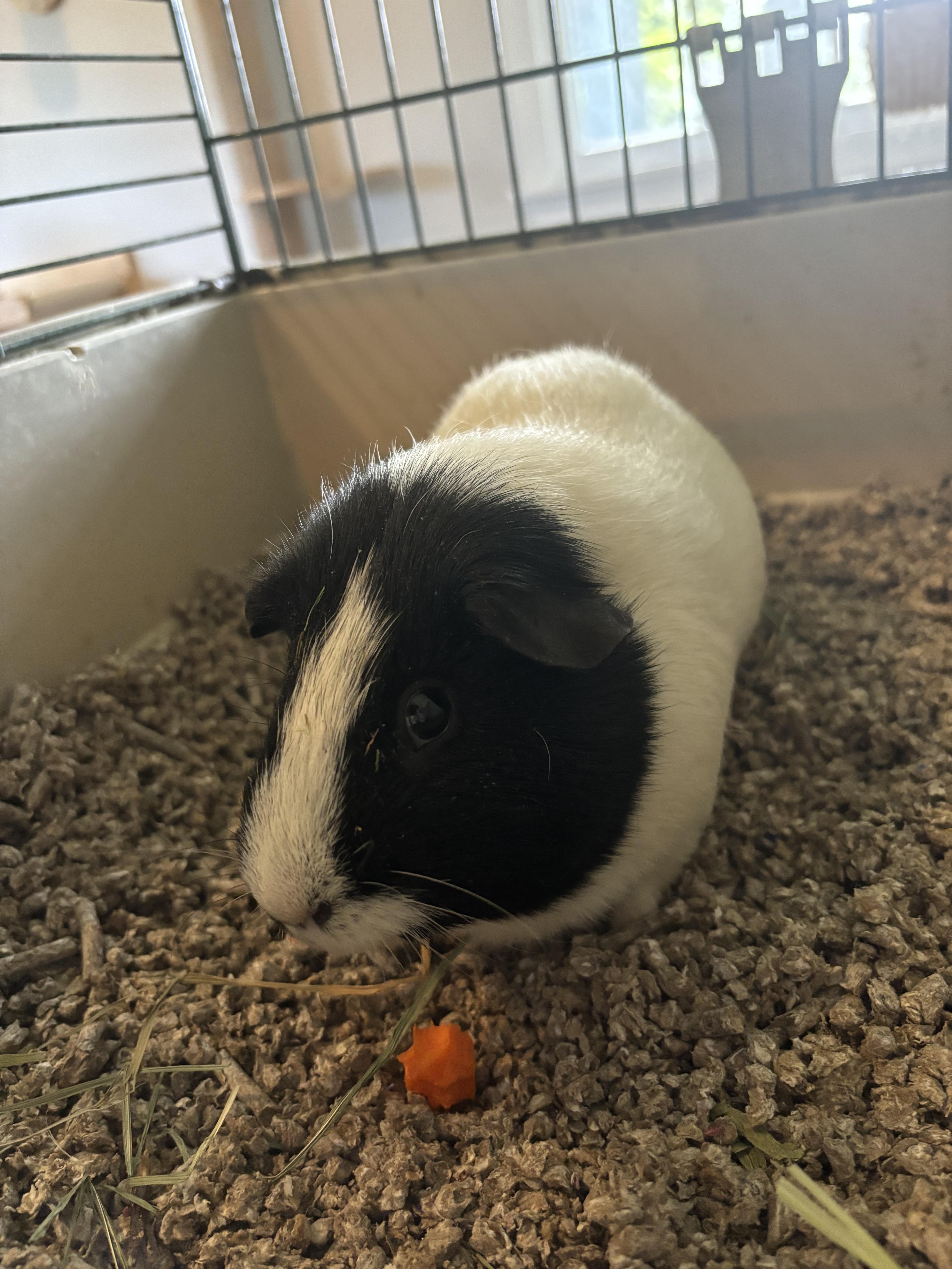 Enlarge Brumble, a Adoptable Guinea Pig in Atlantic Highlands, NJ image 1/2
