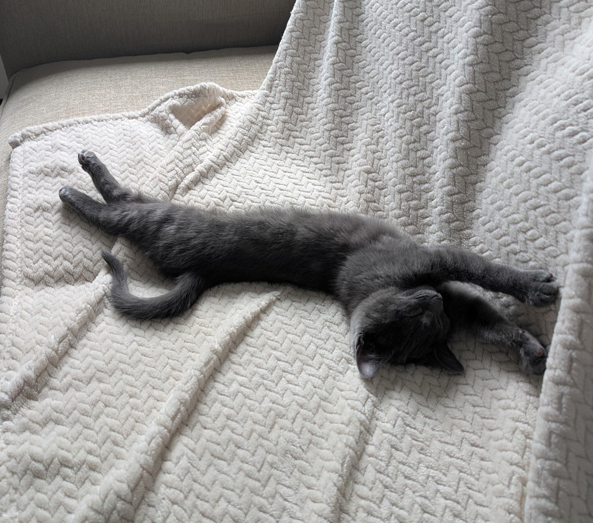 Enlarge Thelma and Louise, a ADOPTABLE Domestic Short Hair in Oberlin, OH image 5/6