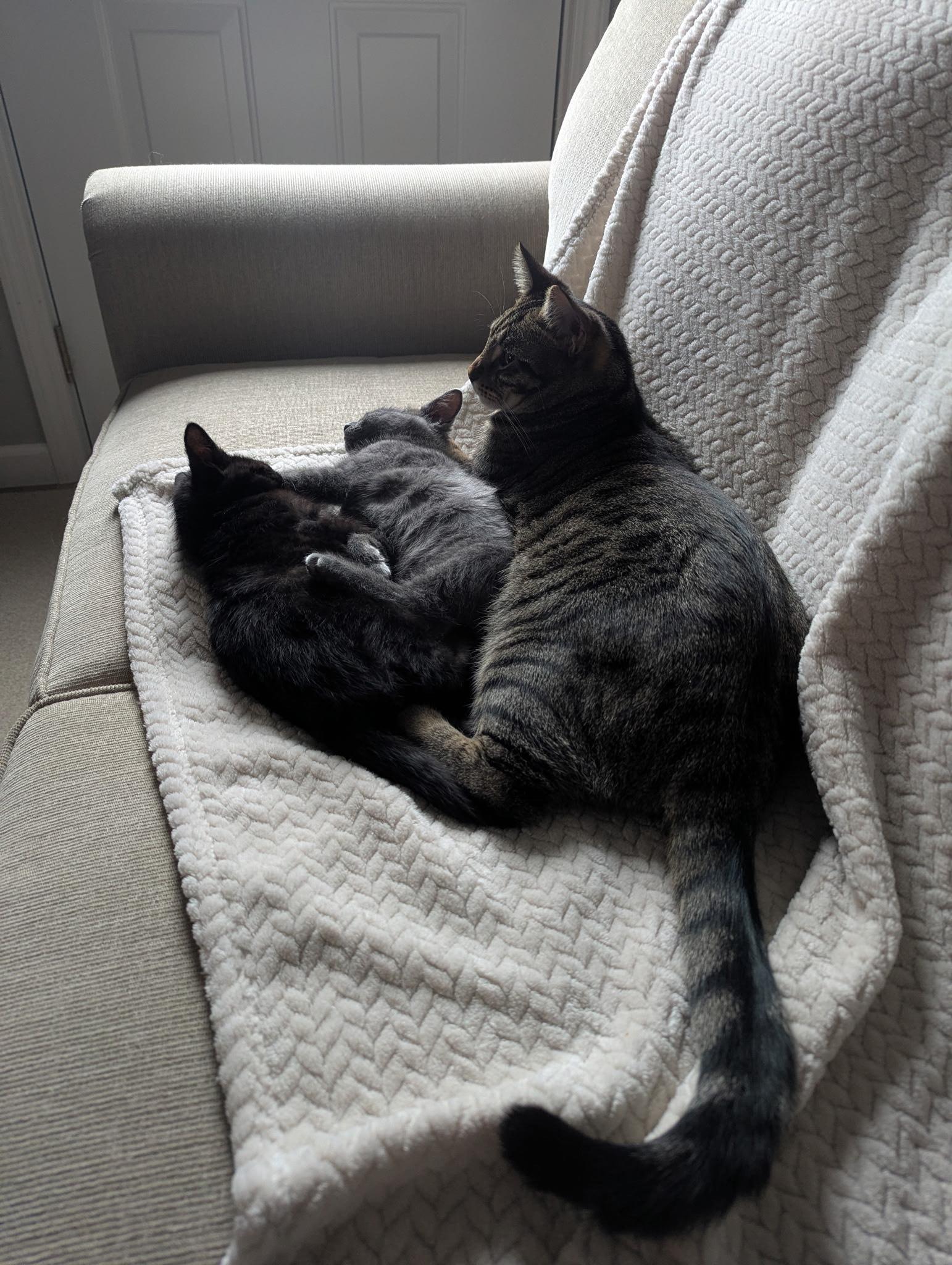 Enlarge Thelma and Louise, a ADOPTABLE Domestic Short Hair in Oberlin, OH image 2/6