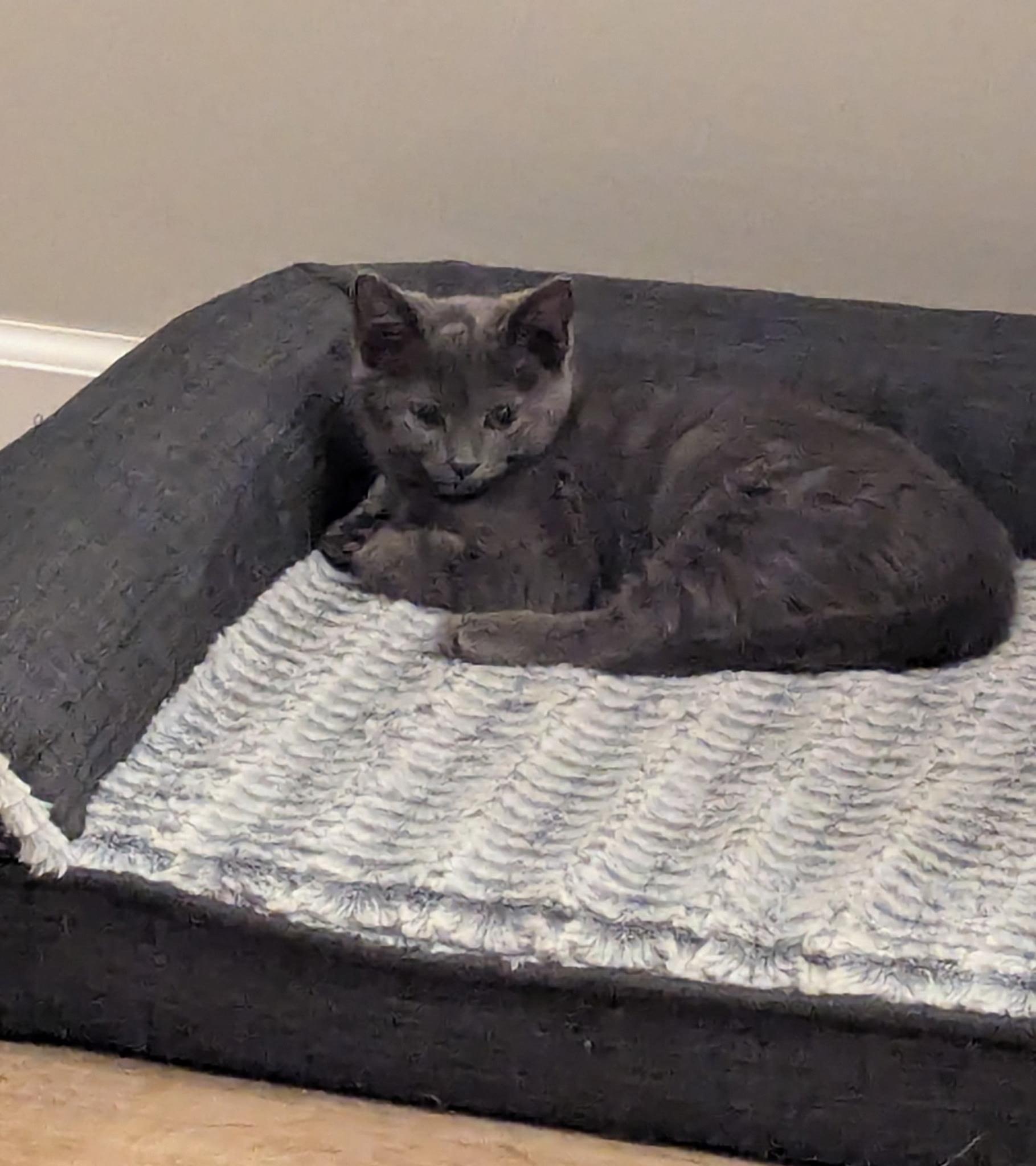 Enlarge Thelma and Louise, a ADOPTABLE Domestic Short Hair in Oberlin, OH image 6/6