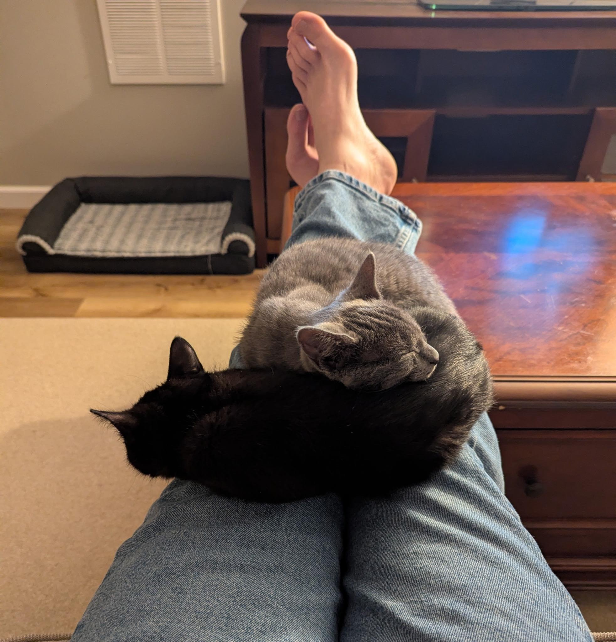 Thelma and Louise, ADOPTABLE, Kitten Female Domestic Short Hair.