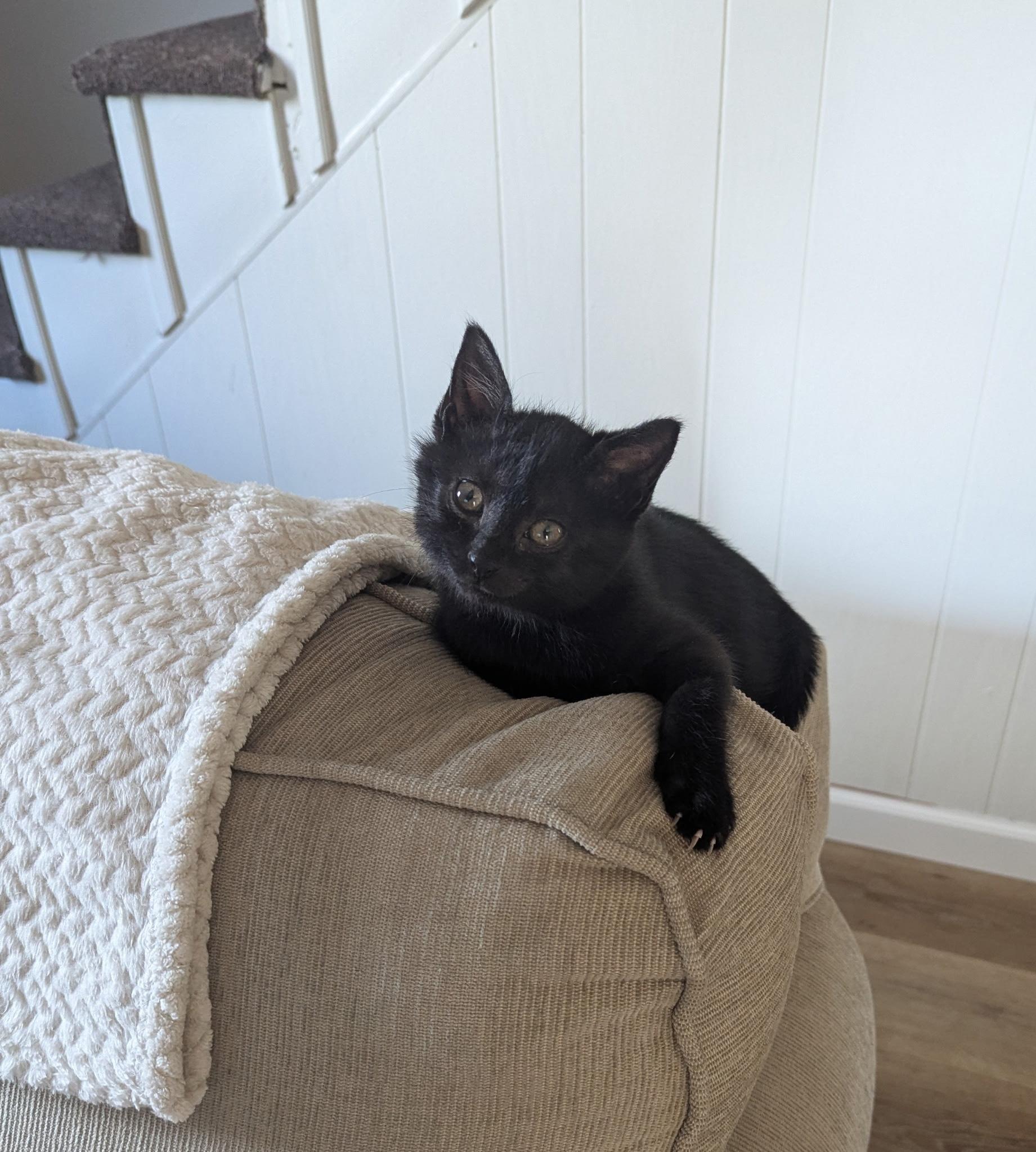 Enlarge Thelma and Louise, a ADOPTABLE Domestic Short Hair in Oberlin, OH image 4/6