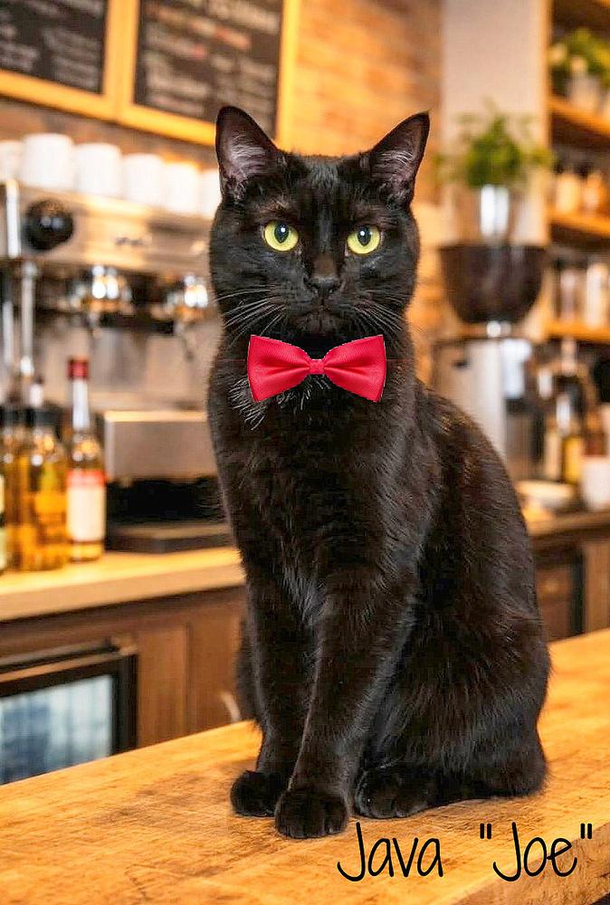 Java "Joe", Adoptable, Adult Male Domestic Short Hair.