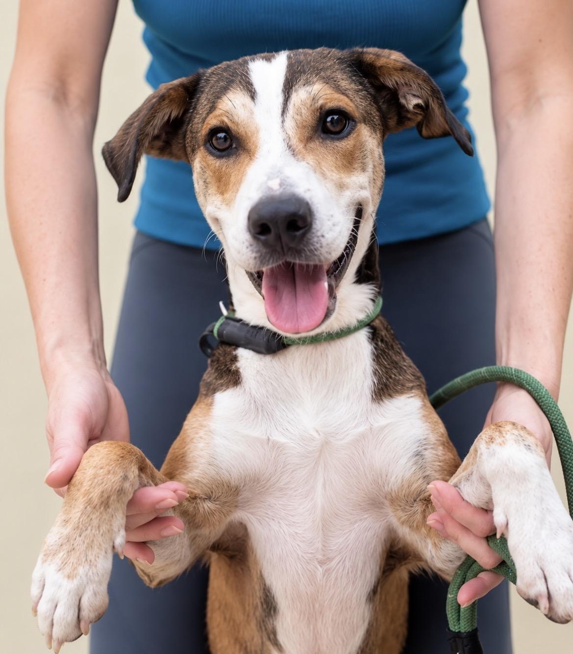 Sammy, Adoptable, Young Male Beagle & Whippet.