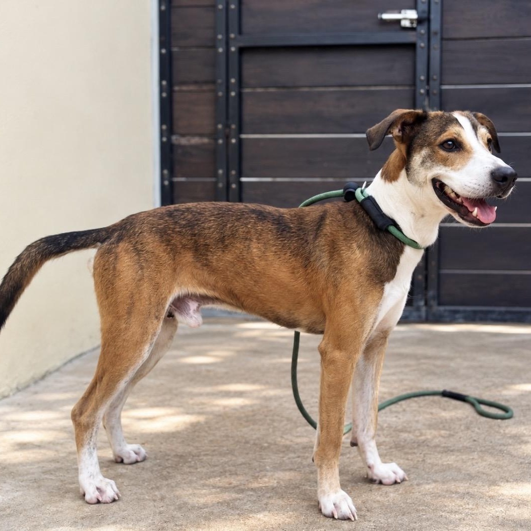 Enlarge Sammy, a Adoptable mixed breed in New York, NY image 2/6