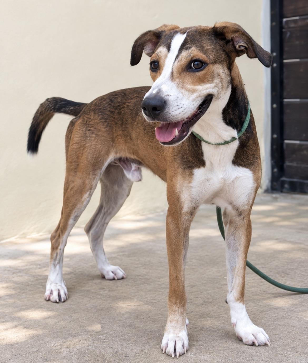 Enlarge Sammy, a Adoptable mixed breed in New York, NY image 4/6