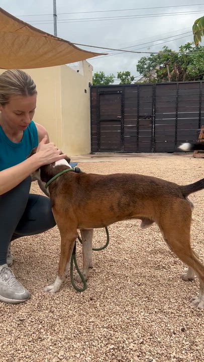 Enlarge Sammy, a Adoptable mixed breed in New York, NY video 6/6
