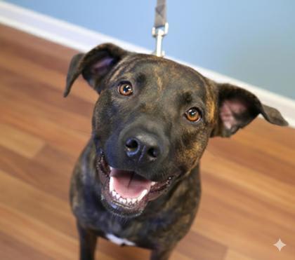 Enlarge Ruby, a Adoptable mixed breed in Bowling Green, KY image 1/3