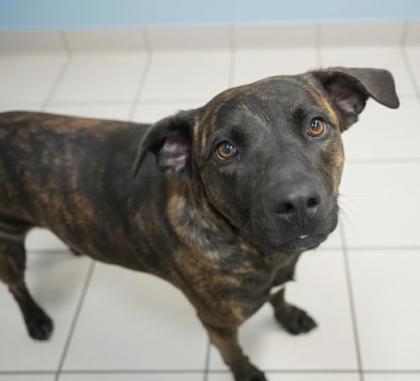 Enlarge Ruby, a Adoptable mixed breed in Bowling Green, KY image 2/3