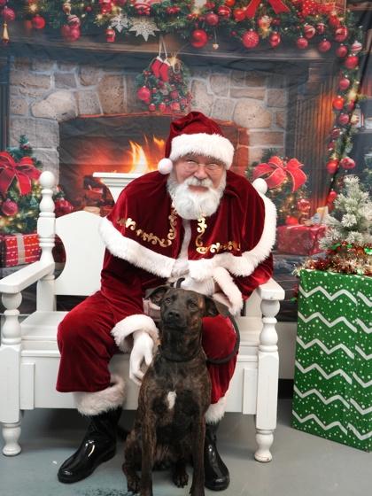 Enlarge Ruby~ SWEET & GOOFY!, a Adoptable mixed breed in Bowling Green, KY image 3/3