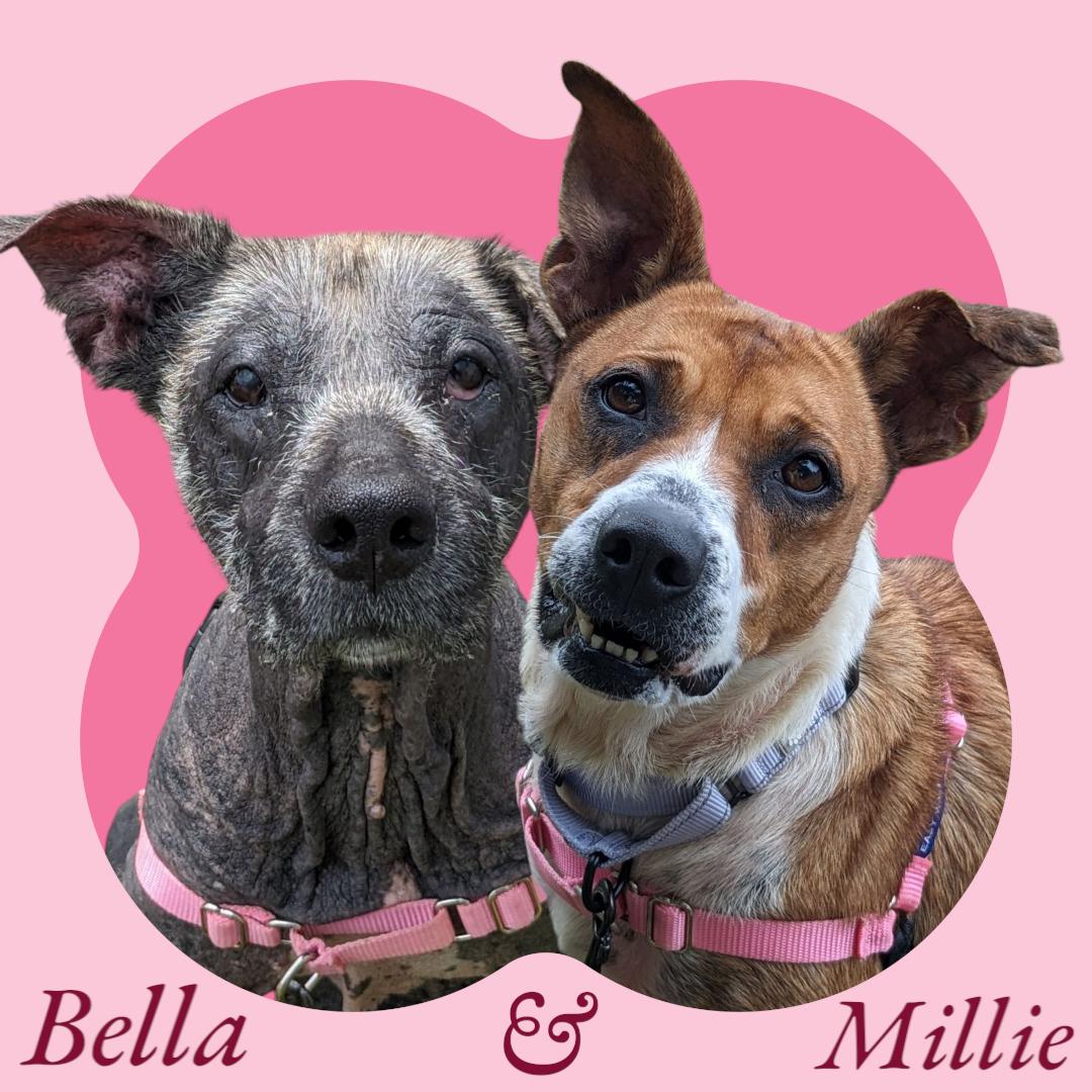 Bella & Millie - SEEKING NH FOSTER, Senior Female Mixed Breed