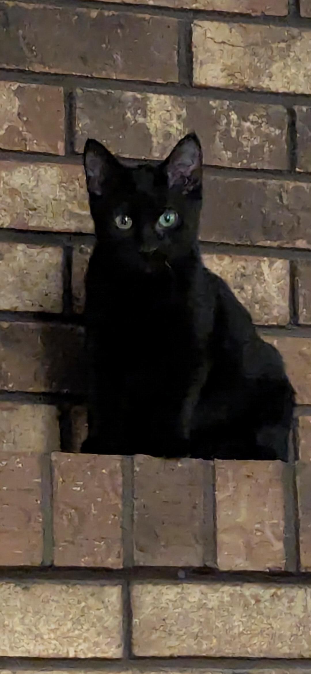 Kesha, ADOPTABLE, Kitten Female Domestic Short Hair.