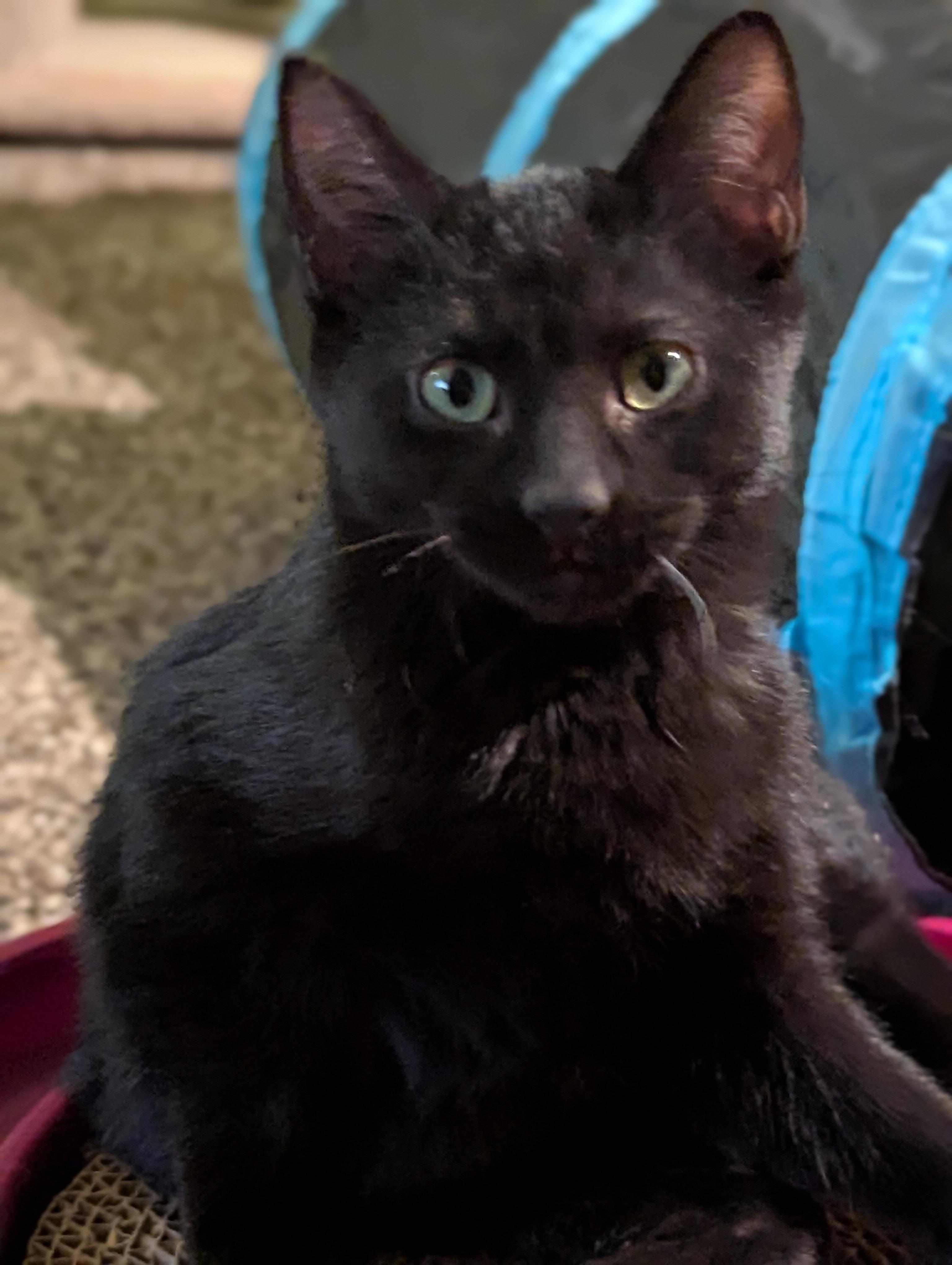 Kesha, ADOPTABLE, Kitten Female Domestic Short Hair.