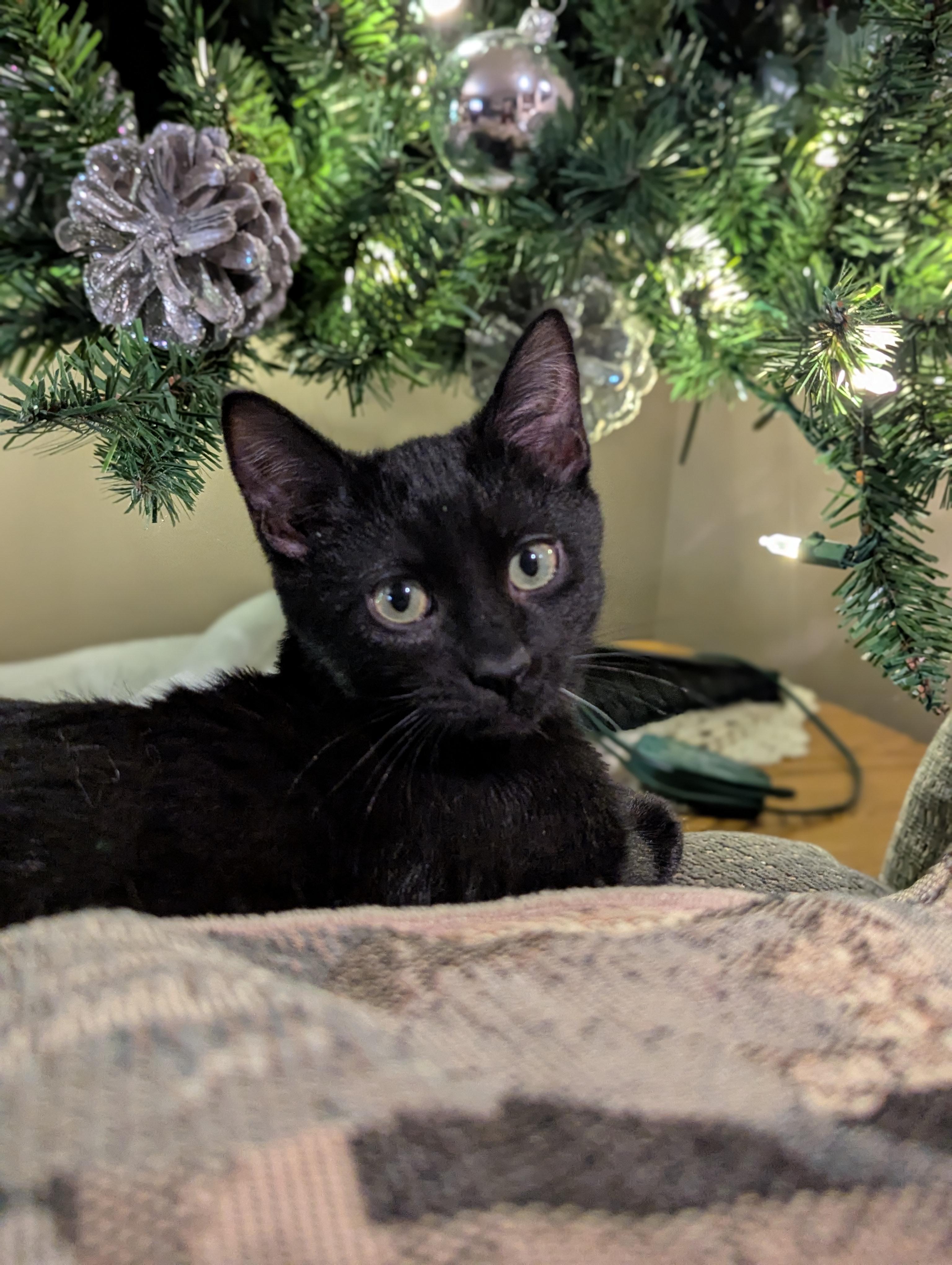 Enlarge Kesha, a ADOPTABLE Domestic Short Hair in Medford, WI image 2/2