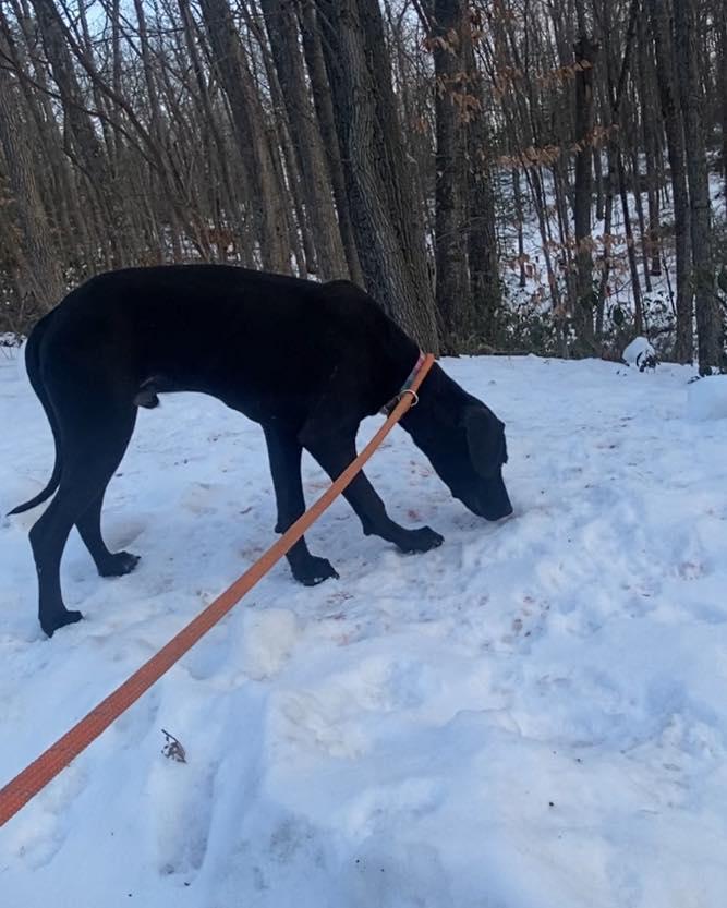 Maddox, a Adoptable mixed breed in Frenchburg, KY image 1/3