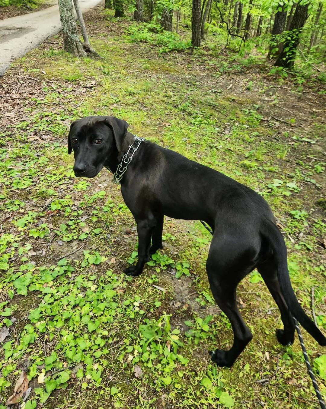 Maddox, a Adoptable mixed breed in Frenchburg, KY image 3/3