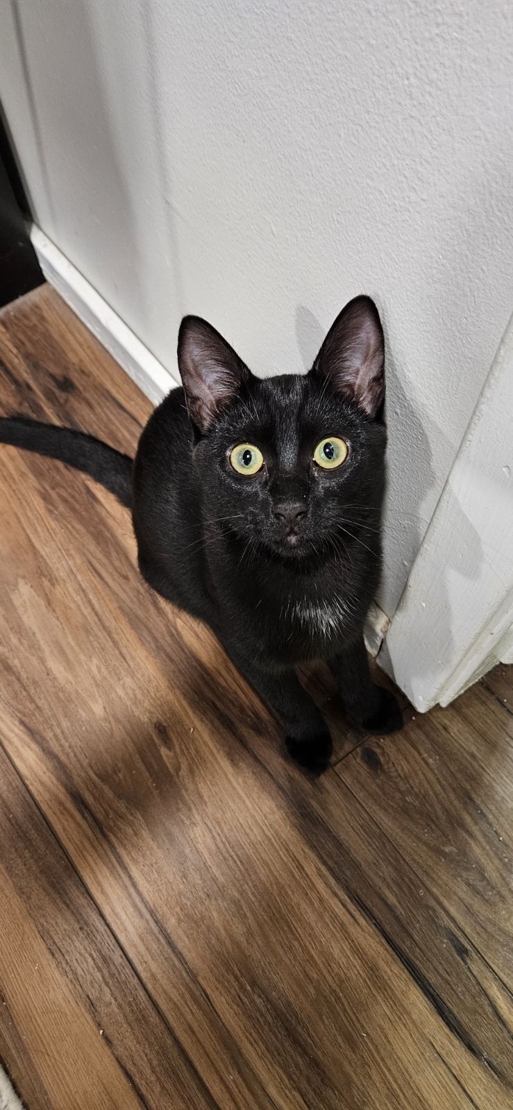 Cat for adoption Binx, a Domestic Short Hair in Syracuse, NY Petfinder